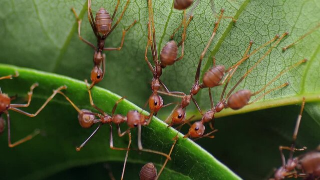 Red ants are helping each other by pulling leaves to build a nest.