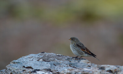 Snow Bunting, Plectrophenax nivalis, Greenland birds (Pied Chinte)