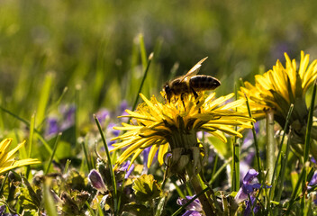 Pszczoła na zółtych wiosennych kwiatach mniszka lekarskiego - obrazy, fototapety, plakaty