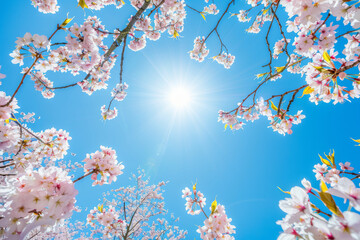 the sun shines through the branches of cherry blossoms