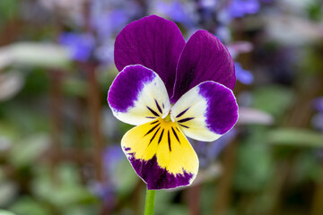 Wild Pansy (Viola tricolor) wildflower