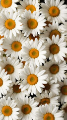 White daisies, top view. Chamomile flowers. Trendy vertical floral background.