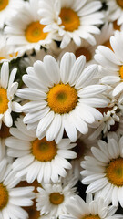 White daisies, top view. Chamomile flowers. Trendy vertical floral background.