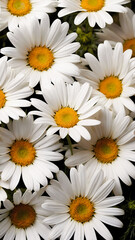 Obraz premium White daisies, top view. Chamomile flowers. Trendy vertical floral background.