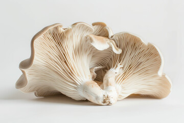 Fototapeta premium a close up of a mushroom on a white background