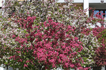 Two different trees with spring flowers of two different colors