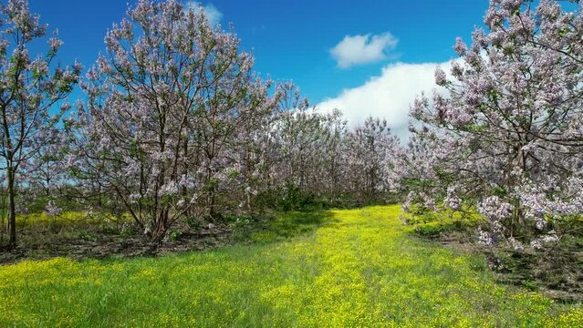 Paulownia tomentosa flower in the garden in spring, beautiful empress tree in the wind, 4k video
