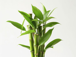 a tall bamboo plant with green leaves