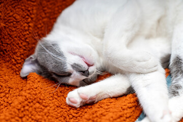 Cute gray white cat on orange plaid. Pet warms under a blanket in cold winter weather. a gray and white cat sleeping under a blanket. Pets friendly and care concept. domestic cat on sofa