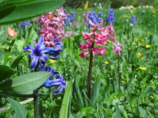 blue and pink hyacinths