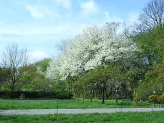 spring in the park, tree is blooming white