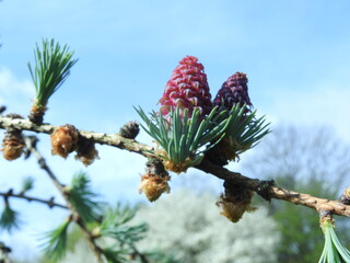 larch blooming