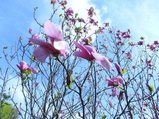 magnolia with large pink flowers