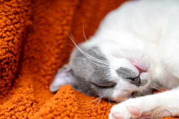 Cute gray white cat on orange plaid. Pet warms under a blanket in cold winter weather. a gray and white cat sleeping under a blanket. Pets friendly and care concept. domestic cat on sofa - Powered by Adobe