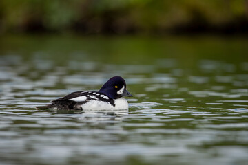 Goldeneye (Bucephala clangula) is a medium-sized marine duck species from the Anatidae family. Its close relative is Bucephala islandica. Its Turkish name is; golden eye