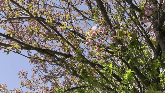 Pink flowers on sakura tree branches.
