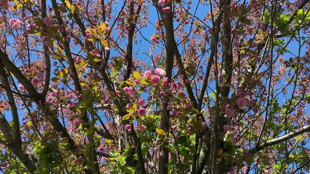Beautiful spring blossom sakura tree pink flowers against blue sky.