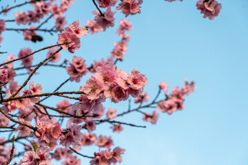 Beautiful cherry blossom in spring time under blue sky