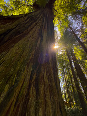 Giant Redwood Trees at the National Redwood Park in Northern California. Hiking Trails and Scenic...