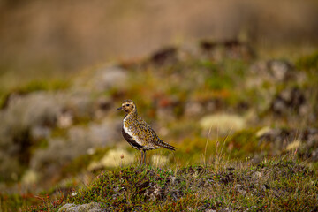 Golden plover on heather and grassland with blurred green background. Highland bird. Iceland . Scientific name: Pluvialis apricaria.