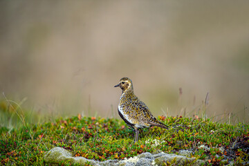 Golden plover on heather and grassland with blurred green background. Highland bird. Iceland . Scientific name: Pluvialis apricaria.