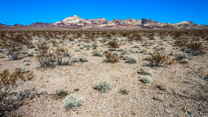 Arid desert vegetation in rock desert in valley mountains near Death Valley National Park, California