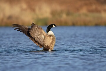 Canada Goose spreading its wings on the water