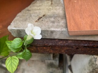 flowers on wooden background, white small flowers chapter bush, garden of flower