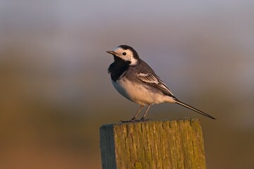 White Wagtail perched on a wooden log
