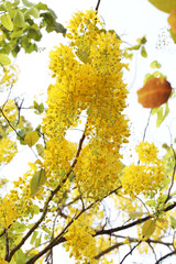 Golden shower tree (Cassia fistula) national flower of Thailand