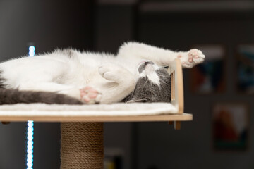 cat laying, sleeping, relaxing on a soft cat's shelf of a cat's house, cat tower, cat tree on top...