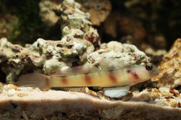 Downing's Shrimp Goby (Amblyeleotris downingi)