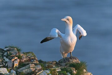Northern Gannet perched on a cliff rock