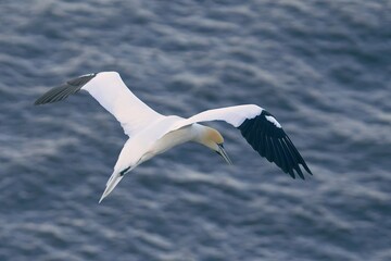 Northern Gannet flying above water