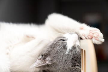 cat laying, sleeping, relaxing on a soft cat's shelf of a cat's house, cat tower, cat tree on top...