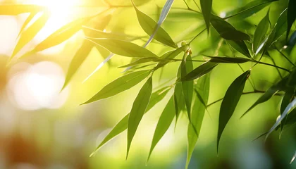  bamboo tree with the sun shining through the leaves and a blurry © Oleksiy