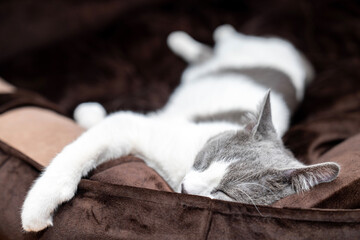 gray and white cat sleeping, lying, relaxing, resting in a dog bed. giant cat bed. one hand...
