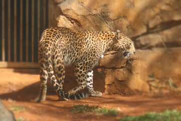 Powerful dangerous leopard walking in the zoo
