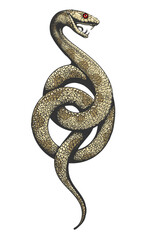 Snake Colorful Engraving Illustration isolated on white Background