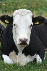 black and white cow