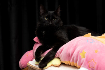 cat laying, sleeping, relaxing on a soft cat's shelf of a cat's house, cat tower, cat tree,  scratching post on top indoors. pet ownership, pet friend.  wrapped in a pink cat toy black background.