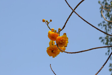 Supanika yellow flower hanging on the tree with blue sky - obrazy, fototapety, plakaty