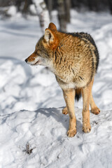 Coyote (Canis latrans) Stands in Profile Looking Left Winter