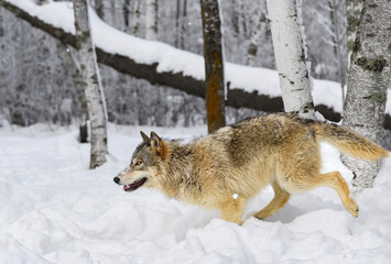 Obraz premium Grey Wolf (Canis lupus) Runs Left Back Leg Up Winter