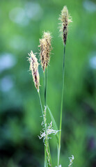 Obraz premium Hairy sedge (Carex pilosa) grows in the forest