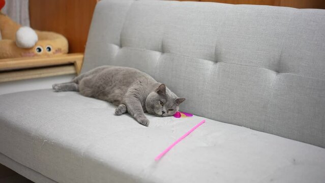 The cute fat gray British shorthair pet cat likes its owner to play with the cat toys in the cat toys. It doesn't stop until it is exhausted and lies down on the blue sofa bed to rest.