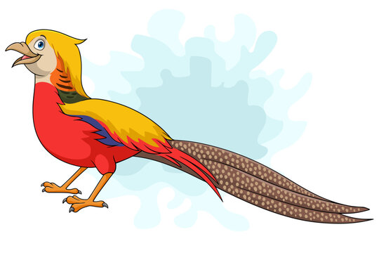 Cartoon golden pheasant bird on white background
