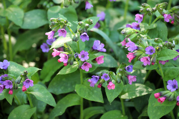 Lungwort (Pulmonaria) blooms in the wild spring forest