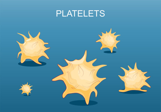 Platelets. Close-up of thrombocytes