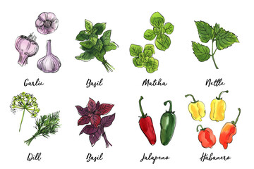 Vegetables food illustrations. Watercolor and ink sketches. Garlic, basil, matcha, nettle, dill, pepper Jalapeno, Habanero - 783323519